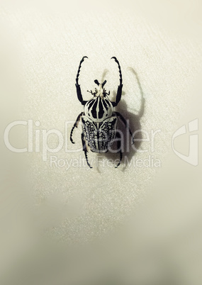 Black and white goliath scarab beetle Goliathus meleagris