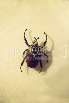 Black and white goliath scarab beetle Goliathus meleagris