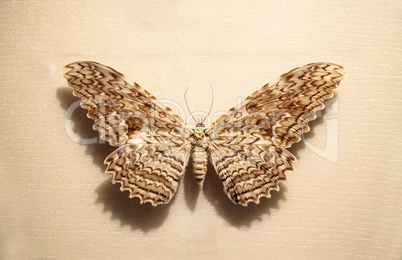 Great owlet moth Thysania agrippina