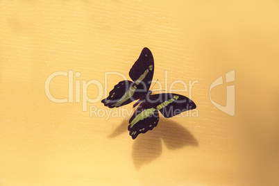 Green-banded swallowtail butterfly Papilio nireus