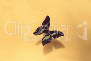Green-banded swallowtail butterfly Papilio nireus
