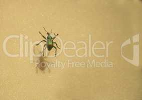 Green Noble chafer beetle Gnorimus nobilis