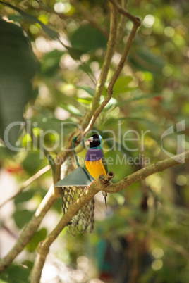 Yellow, blue and purple Lady Gouldian finch Erythrura gouldiae