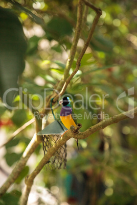 Yellow, blue and purple Lady Gouldian finch Erythrura gouldiae