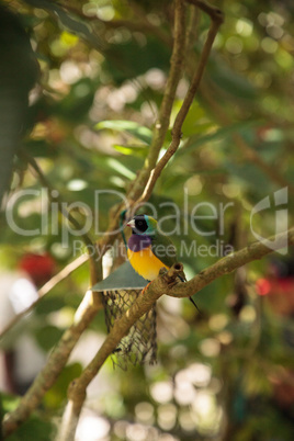 Yellow, blue and purple Lady Gouldian finch Erythrura gouldiae