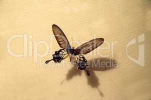 Atrophaneura coon butterfly Losaria coon