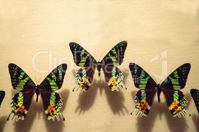 Madagascan sunset moth butterfly Urania ripheus