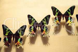 Madagascan sunset moth butterfly Urania ripheus