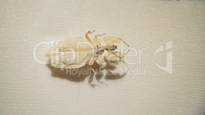 Giant Malaysian leaf insect Phyllium giganteum