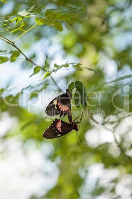 Two mating Common rose butterfly Pachliopta aristolochiae