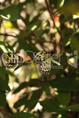 Mating dance of the Tree nymph butterfly Idea malabarica