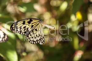 Mating dance of the Tree nymph butterfly Idea malabarica