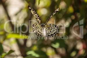 Mating dance of the Tree nymph butterfly Idea malabarica