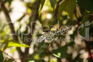 Mating dance of the Tree nymph butterfly Idea malabarica