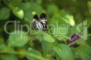 Mating dance of several Piano key butterfly Heliconius melpomene