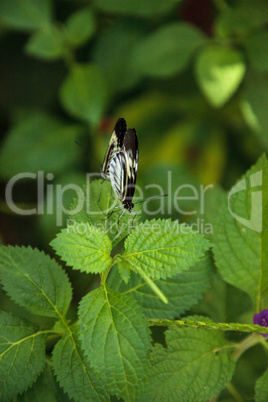 Mating dance of several Piano key butterfly Heliconius melpomene
