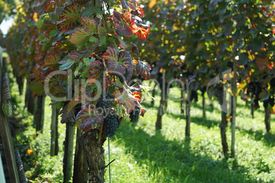 Weinstock im Herbst