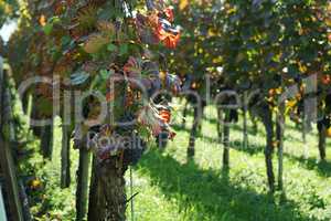 Weinstock im Herbst