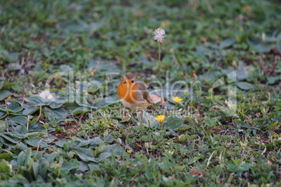 Rotkehlchen im Garten