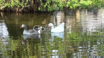 Ducks Swimming On Lake