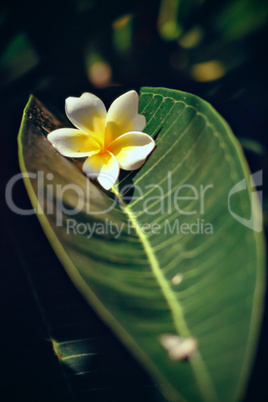 A wonderful tropical flower