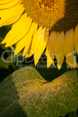 Close up of a sunflower