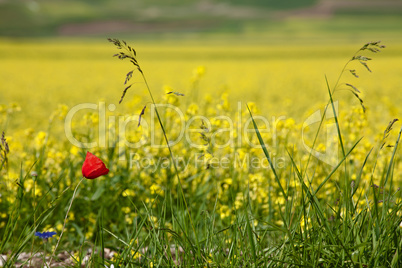 Red poppy in a yellow field