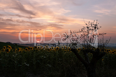 Field of blooming sunflowers