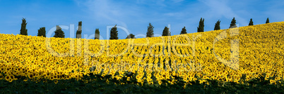 Sunflowers field