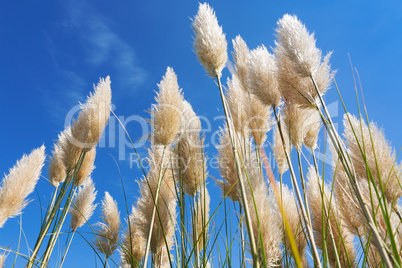 Pampas grass in a blue sky