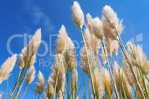 Pampas grass in a blue sky