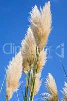 Plumes of pampas grass against a blue sky