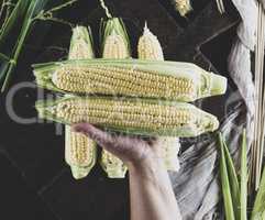 human hand holds two ripe corn cobs over a table