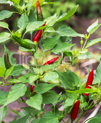 green bush in the fruits of red chilli pepper