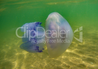 floating jellyfish under water in the Black Sea