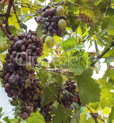 bunch of grapes with decaying berries from disease