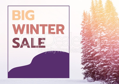 Winter Sale colored in yellow, orange and purple, firs in the background