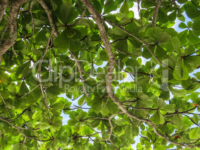 Branches with green leaves against the sky.