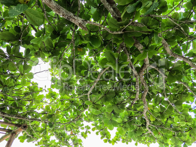 Green foliage in tree against the sky.