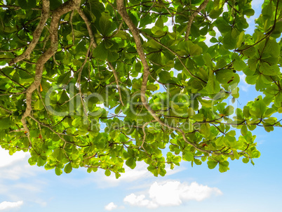 Branches of green leaves against the blue sky.