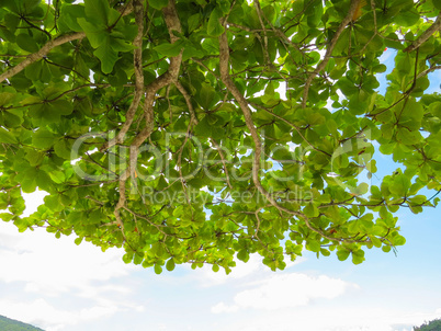 Branches with green leaves against clear sky.