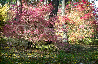 Autumn landscape in the forest with a shrub with red leaves.