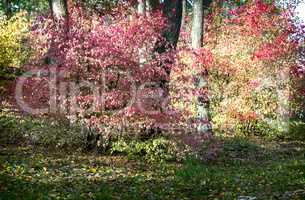 Autumn landscape in the forest with a shrub with red leaves.