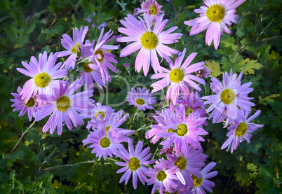 Beautiful lilac chrysanthemums blooming in the garden