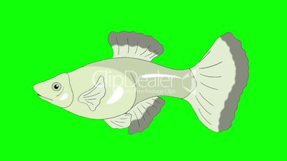 Big Silver Guppy Aquarium Fish Chroma Key looped