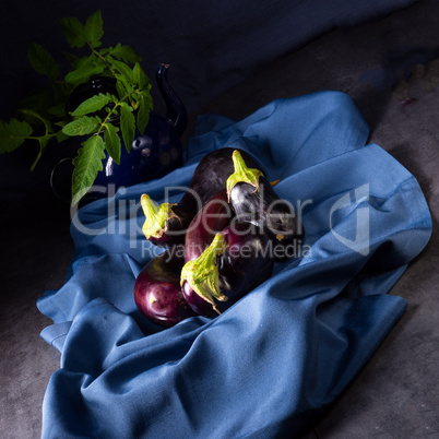 Eggplant (Solanum melongena) is a species in the nightshade fami