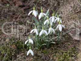 Snowdrops in natural environment