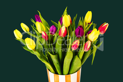 Fresh colorful tulips