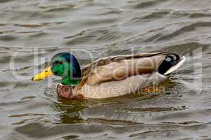 Wild animal duck