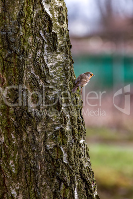 Robins in natural environment